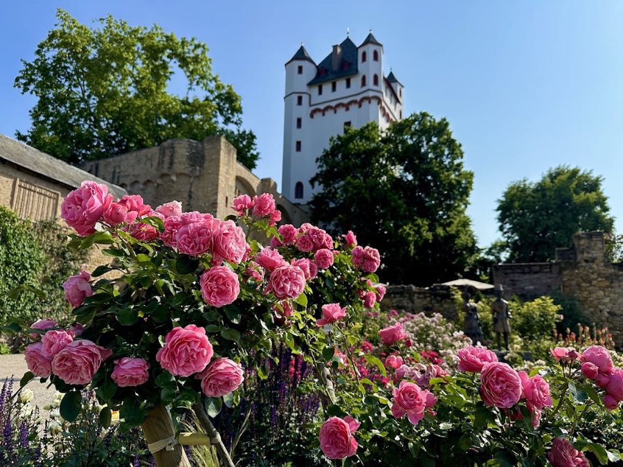 Burg Eltville image